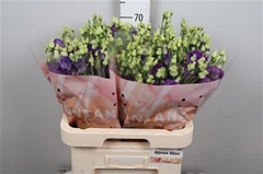 Eust G Alissa Blue 70cm