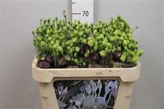 Eust G Rosan Black Pearl 70cm