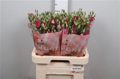 Eust G Rosita Red 70cm