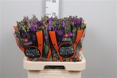 Eus G Rosita Violet 70cm
