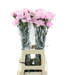 Di St Ov Klb 21% 70cm 24
