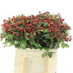 Rosa Sensational Fan 60cm