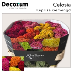 Cel C Repris Gem Fst 72cm