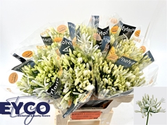 Agap Bianca Perla 50cm