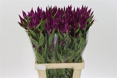 Cel Celway Purple 75cm