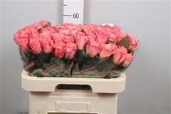 R Gr Miss Piggy+ 60cm