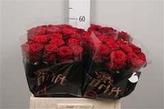 R Gr Red Naomi! 60cm 5cm