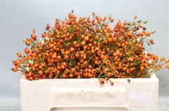 Rosa Prinsberry Oran 30cm