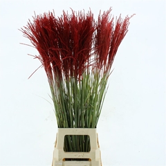 Misc Sinensis Ov 100cm