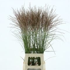 Misc Rotfeder 85cm