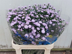 Ast Astee Milka 85cm 35gram