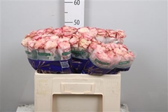 R Gr Country Candy 50cm