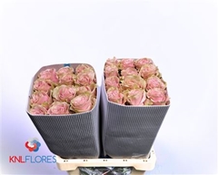 R Gr Pink Mondial 50cm