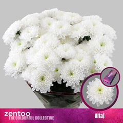 Chr T Altaj 70cm 95gram