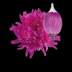 Chr G Antonov Cerise