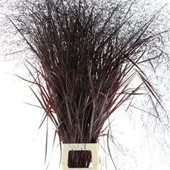 Siergr Ov Klb H% 90cm