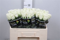 Rosa Alpe Dhuez 50cm