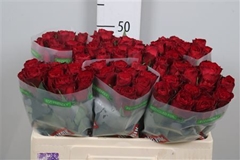 R Gr Madam Red 50cm