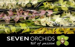 Cymb Branch Mixed 80cm