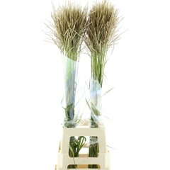 Misc Sinensis Ov 100cm