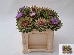 Cynara Sc Green Glob 50cm
