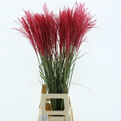 Misc Sinensis Ov 100cm
