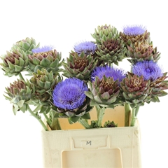 Cynara Sc Green Glob 70cm