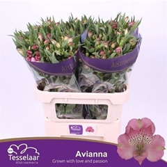 Alstr Avianna 75gr