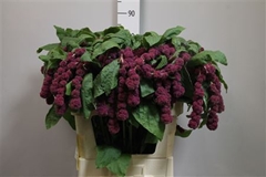 Amar Caud Rosary 80cm