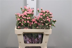 Di Tr Bubble Gum 55cm 13