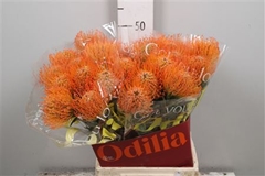 Leuco Ayoba Sun 50cm