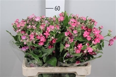 Oxy Co Pink Harmony 60cm