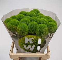 Di Barb Kiwi Mellow 60cm Ex