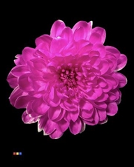 Chr T Altaj Cerise