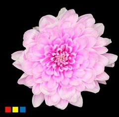 Chr T Altaj Pastel Cerise