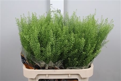 Thlaspi Green Bell 80cm 26gram