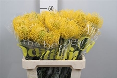 Leuco Nut High Gold 60cm