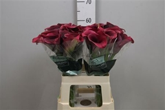 Zant Capt Promise 60cm