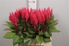 Cel P Royal Pink 65cm