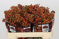 Rozenbottel Autumn Rosefruits Oranj 55cm