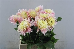 Dahl Other 50cm