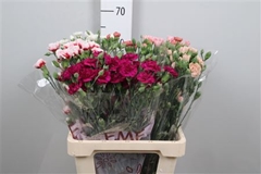 Di Tr Gem In Fust 65cm 23