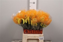 Leuco Jelena 50cm