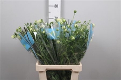 Ran Butterfly Litai 70cm 50gram