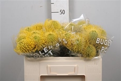 Leuco Nut High Gold 50cm