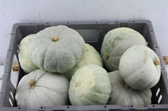 Cucurbita Other