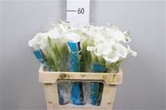 Zant White Mambo 55cm