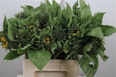Helian An Sunrich Or 65cm 12
