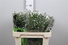 Ast Teeny Tiny White 70cm 20gram