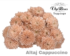 Chr T Altaj Cappuccino